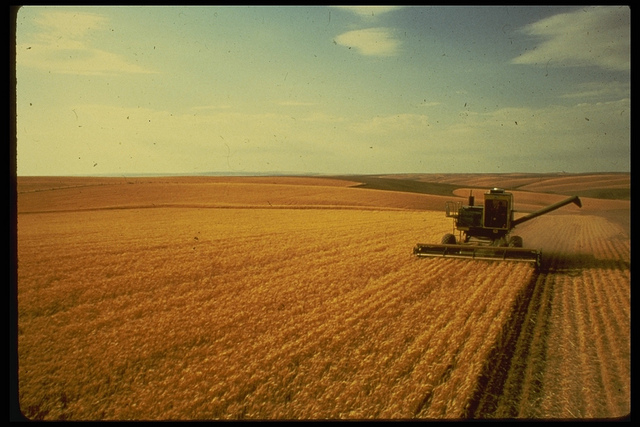 Wheat farming in Oregon